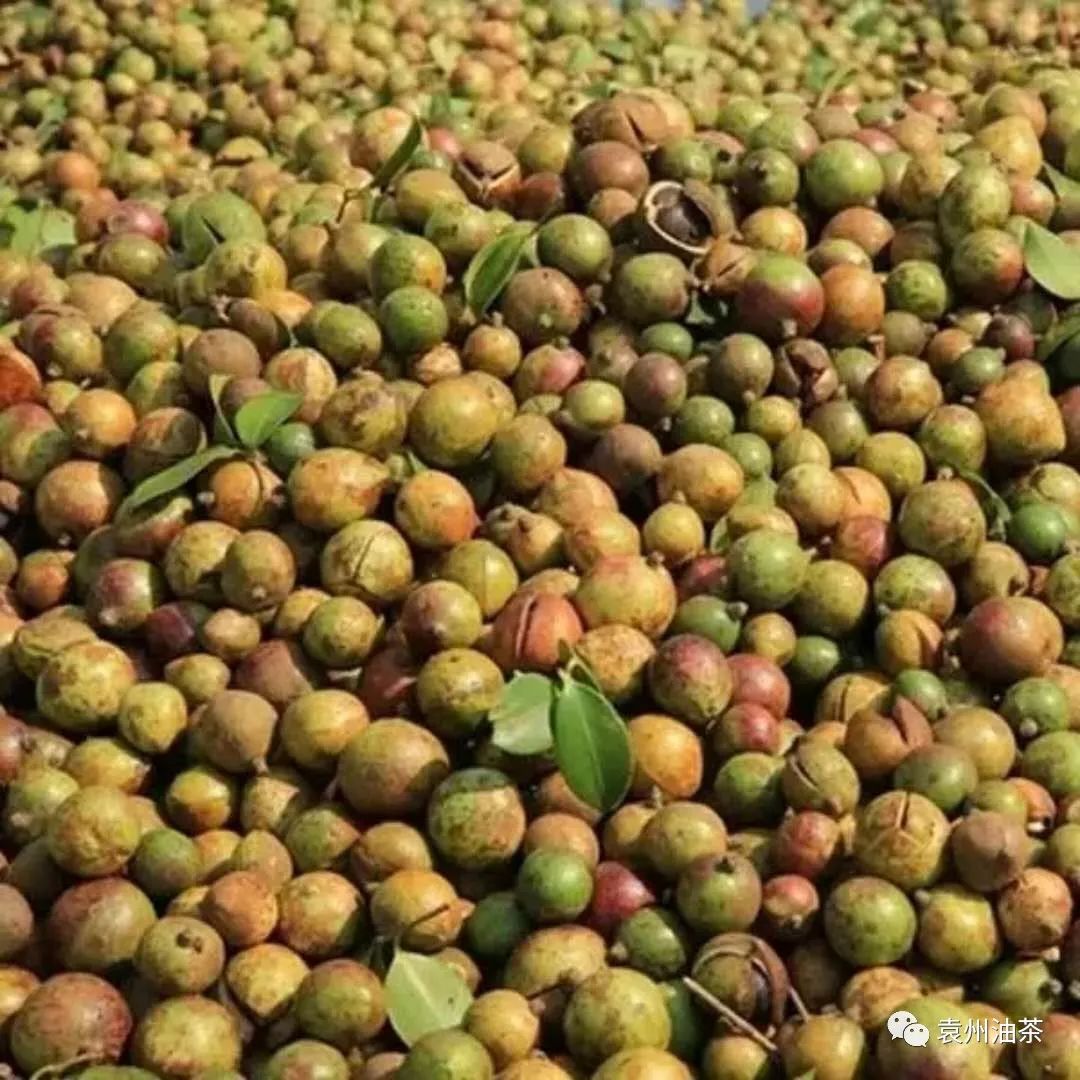 确保山茶油最佳品质的关键一招油茶果晾晒和收藏