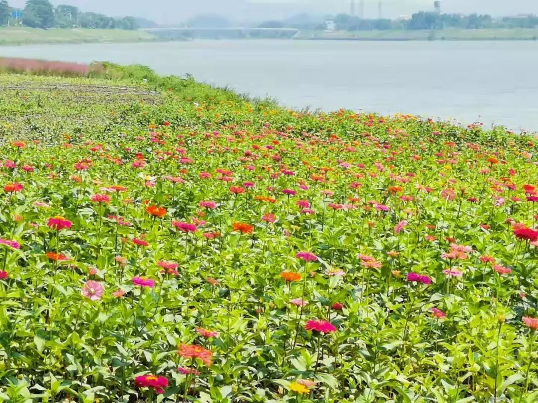 色的花花三水蘆苞獨樹崗大橋至花海生態公園河段北岸的百日菊已經開好