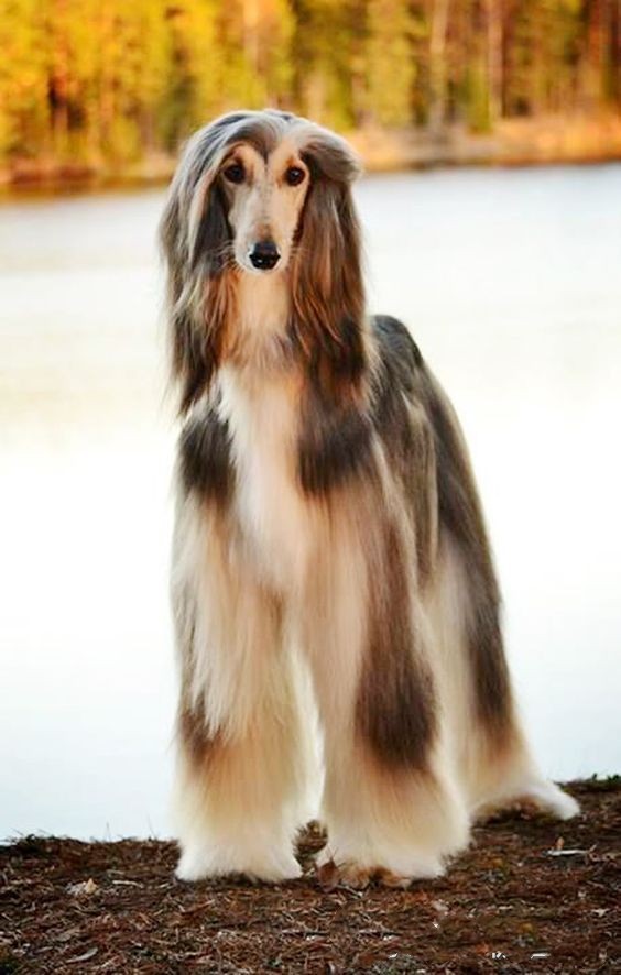 它获称世界上最漂亮的狗一身光泽的毛发高贵如女王