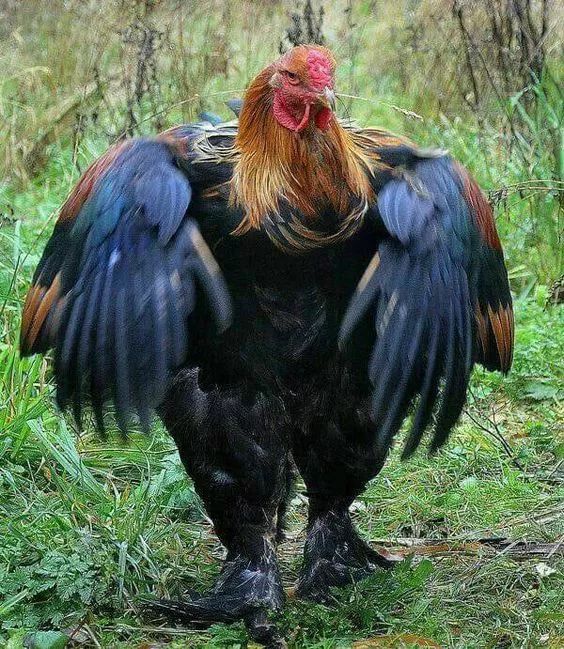 两米高的鸡,第一次见!