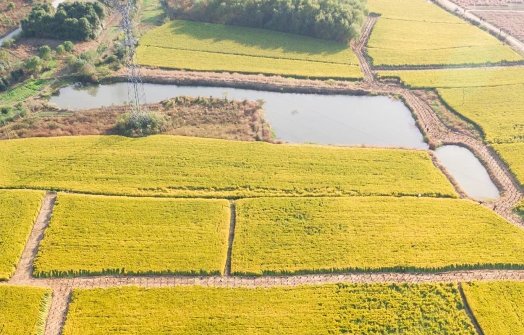 保留原有水稻田及水面——作为基本农田,这些水稻田是不能改变农田的