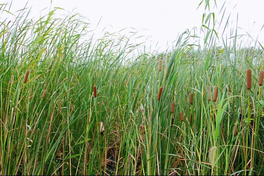 江苏名镇白蒲因草得名因盐而兴
