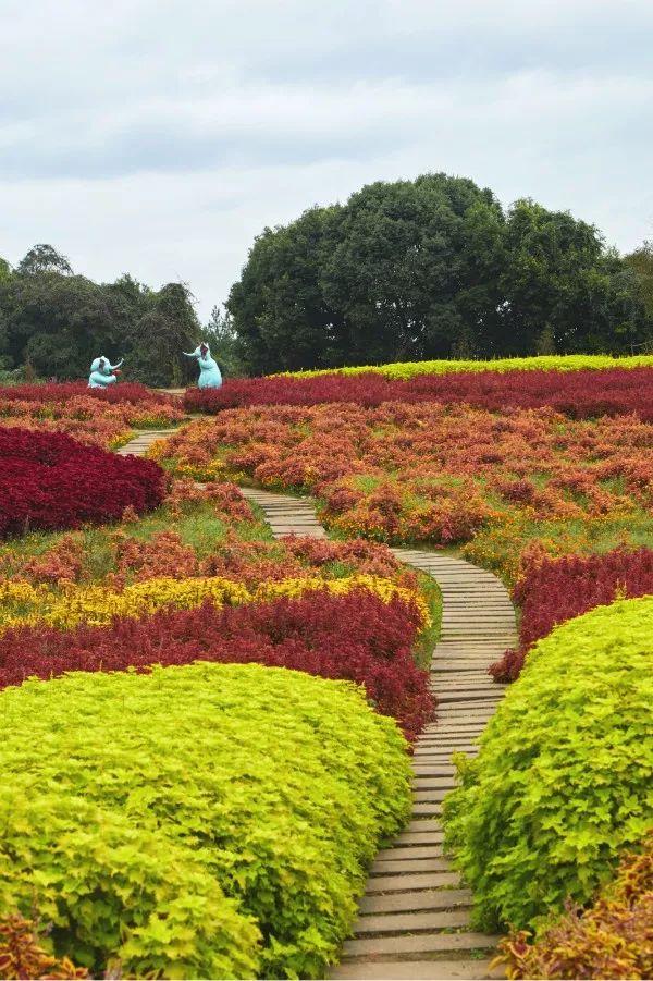 漫天花海争奇斗艳十月石象湖继续开启赏花模式