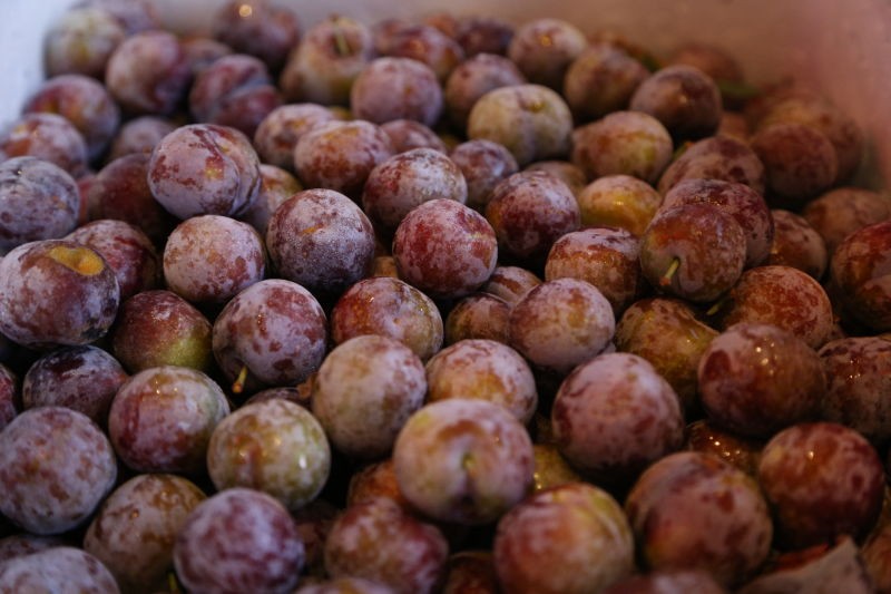 广西省天峨县中国龙滩珍珠李之乡