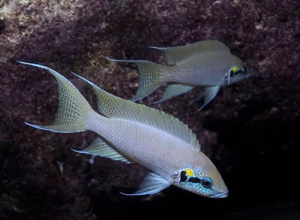 【图鉴专栏】2019/10 德系订单释疑_鱼商