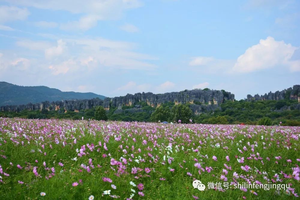 庆国庆游石林观花海