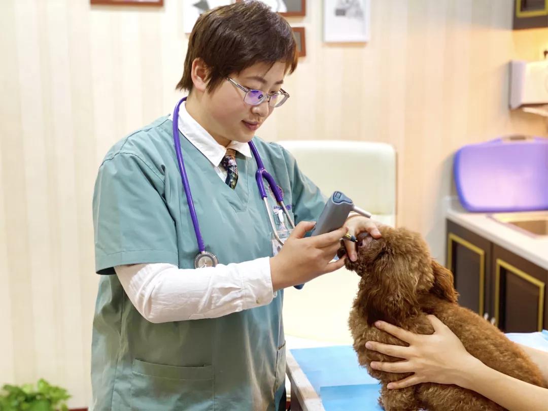 看宠爱国际眼科专家李婧医生架起宠物医疗承前启后的桥梁