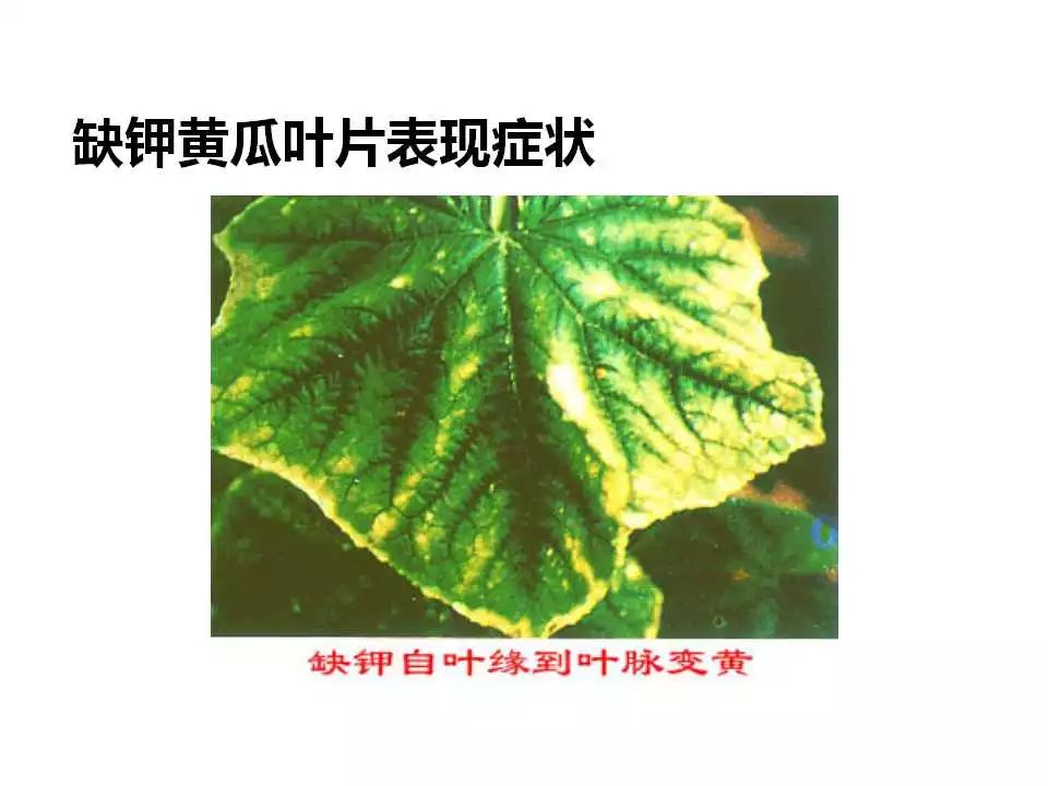 91张 各种作物缺钾图