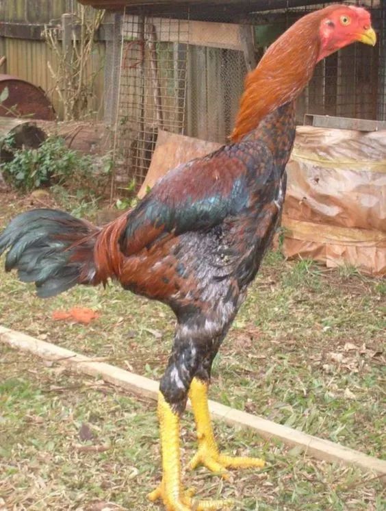 两米高的鸡第一次见