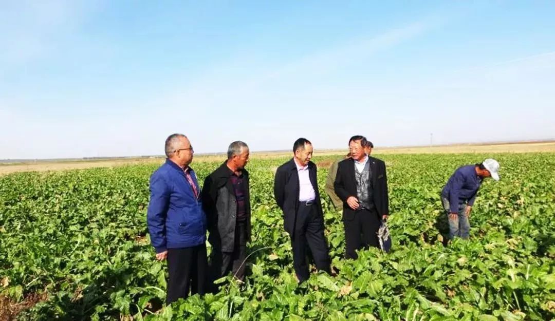 张日高副县长委派农牧局副局长张秀,率各股,站领导亲赴商都县富源公社