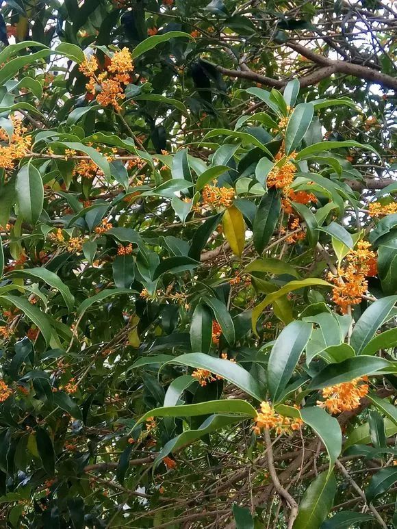 实拍| 金秋时节,小区里的桂花树开花了,真美!~_花友