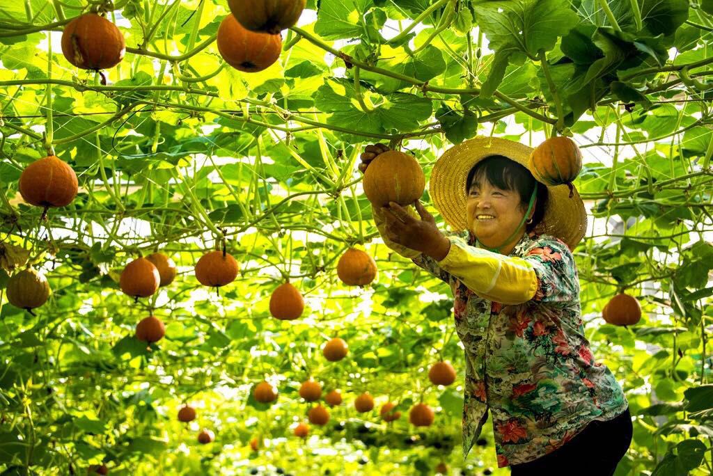 谷里,秣陵街道的秋收为主题,展示风光旖旎的田园乡村,硕果累累的丰收