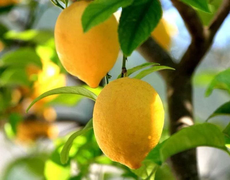 寻味安岳柠檬纪实一枚柠檬