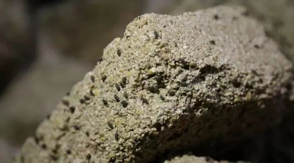 那么讨厌,它们在制曲的时候扮演了重要的角色,它们专门光顾优质酒曲