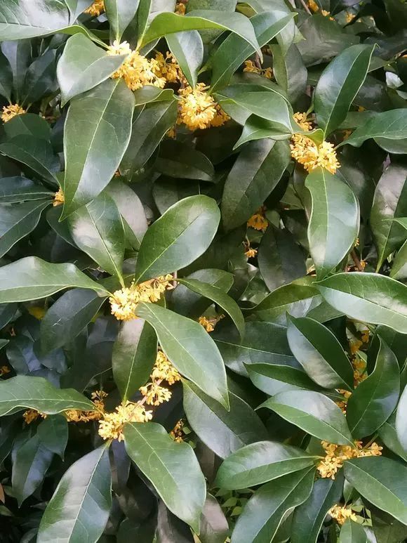 实拍| 金秋时节,小区里的桂花树开花了,真美!~_花友