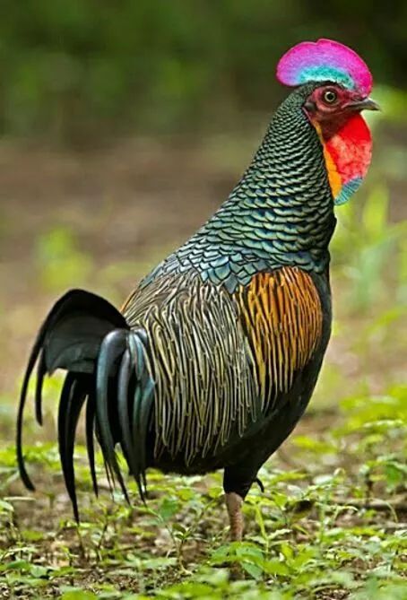 两米高的鸡,第一次见!