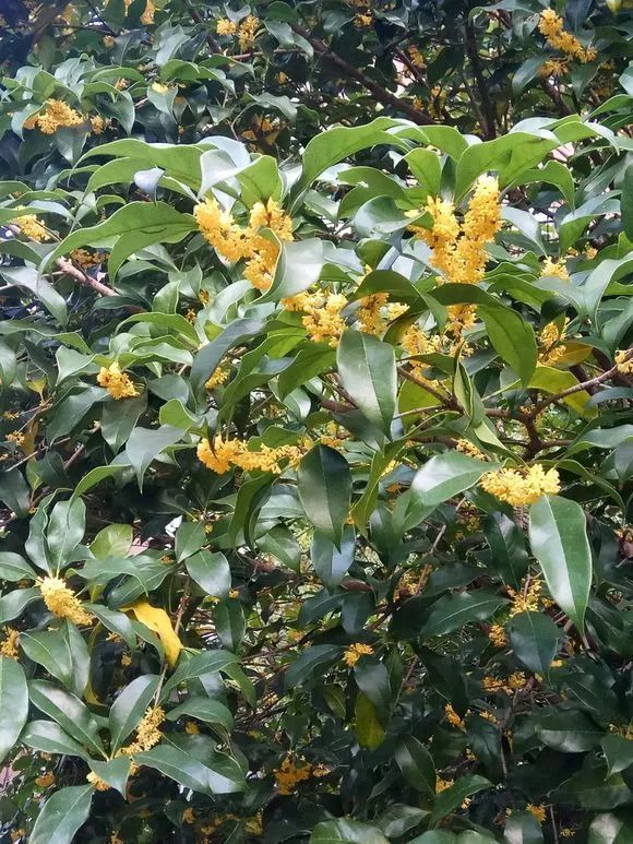 实拍| 金秋时节,小区里的桂花树开花了,真美!~_花友