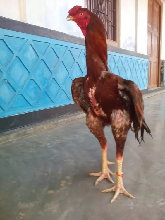 两米高的鸡第一次见