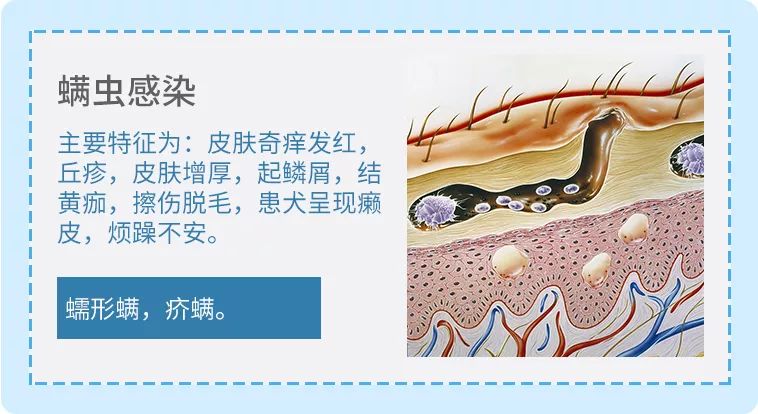 一瓶就能同时搞定真菌细菌螨虫型皮肤病医院同款药浴58元入手