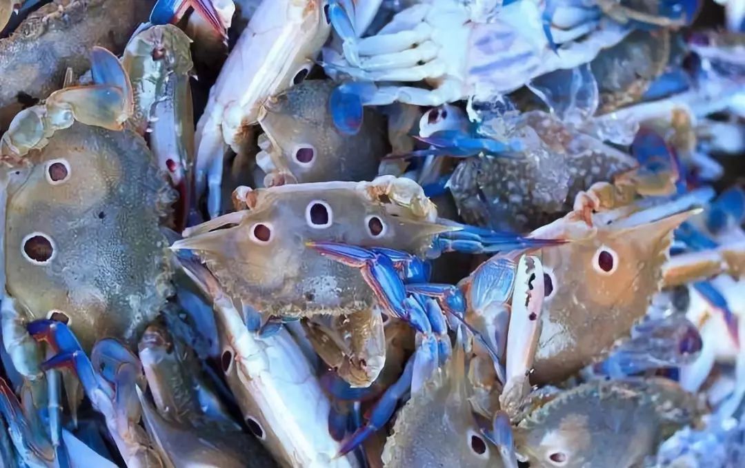 图/视觉中国▲ 远海梭子蟹(portunus pelagicus),长着蓝色的腿和独特