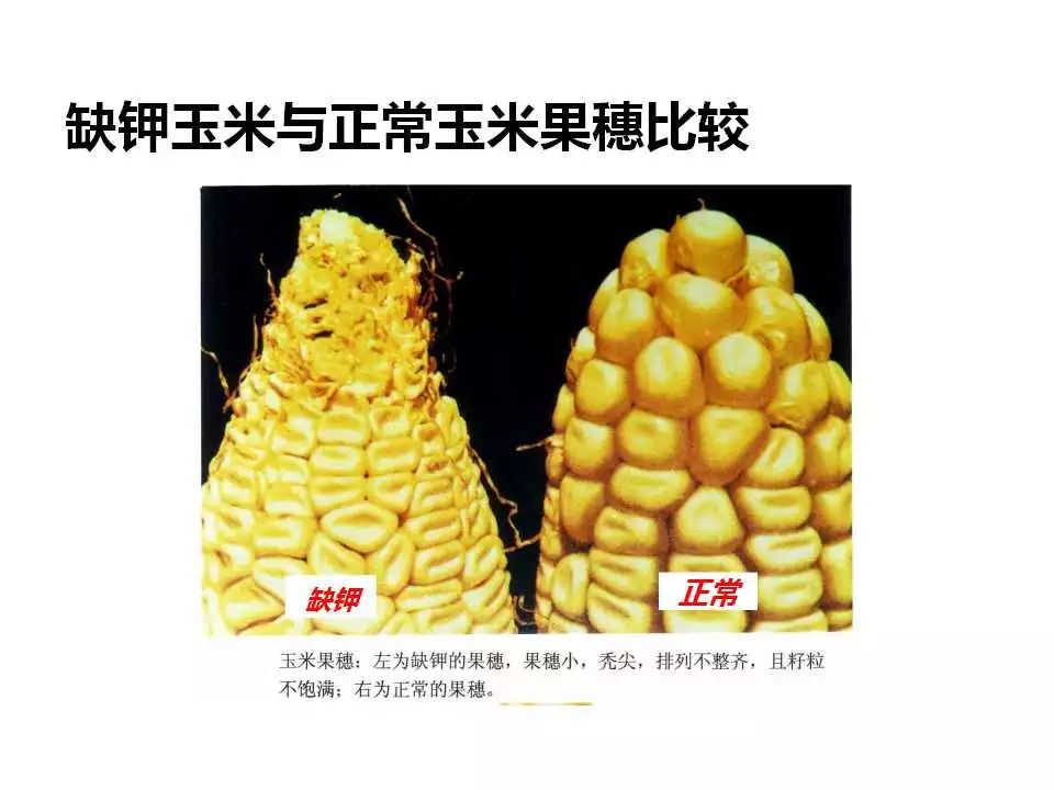 玉米缺钾图片