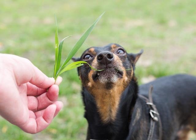 狗为什么吃草背后有这些原因不知道的铲屎官不要误会