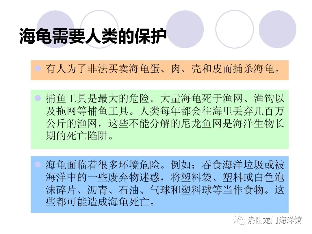 一场与海龟的邂逅|如果能一直在路上,该有多好—保护海龟在路上!