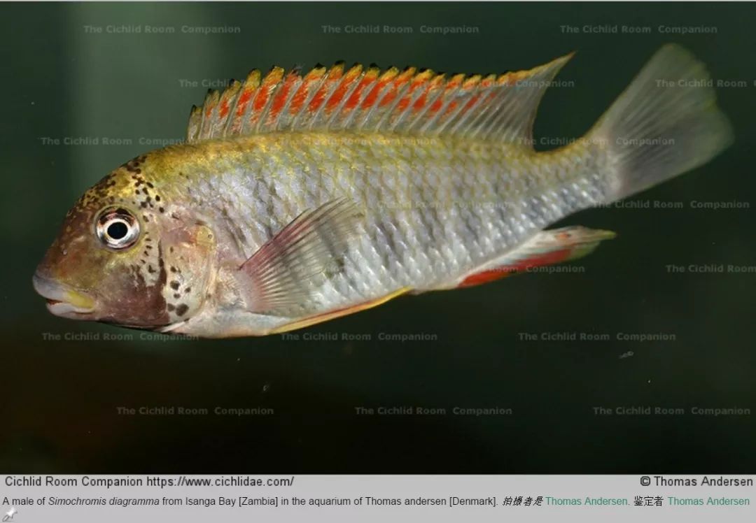 simochromis diagramma橫線扁鼻蝶彩虹鯛杜博蝴蝶/藍面蝴蝶(奇果馬)