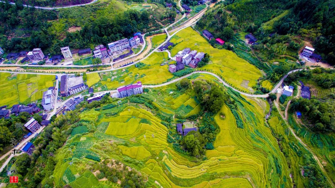 三明藏着这些不需滤镜的黄金梯田!_大田