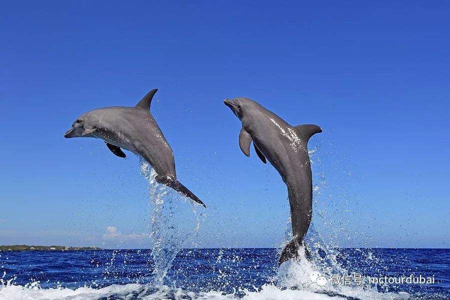 零距离观赏波斯湾海豚和露营活动与大自然融合一体