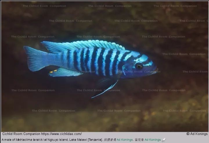 側帶斜間/紫藍斜間mylochromis lateristriga利文斯通暴雨鯛/花鯛