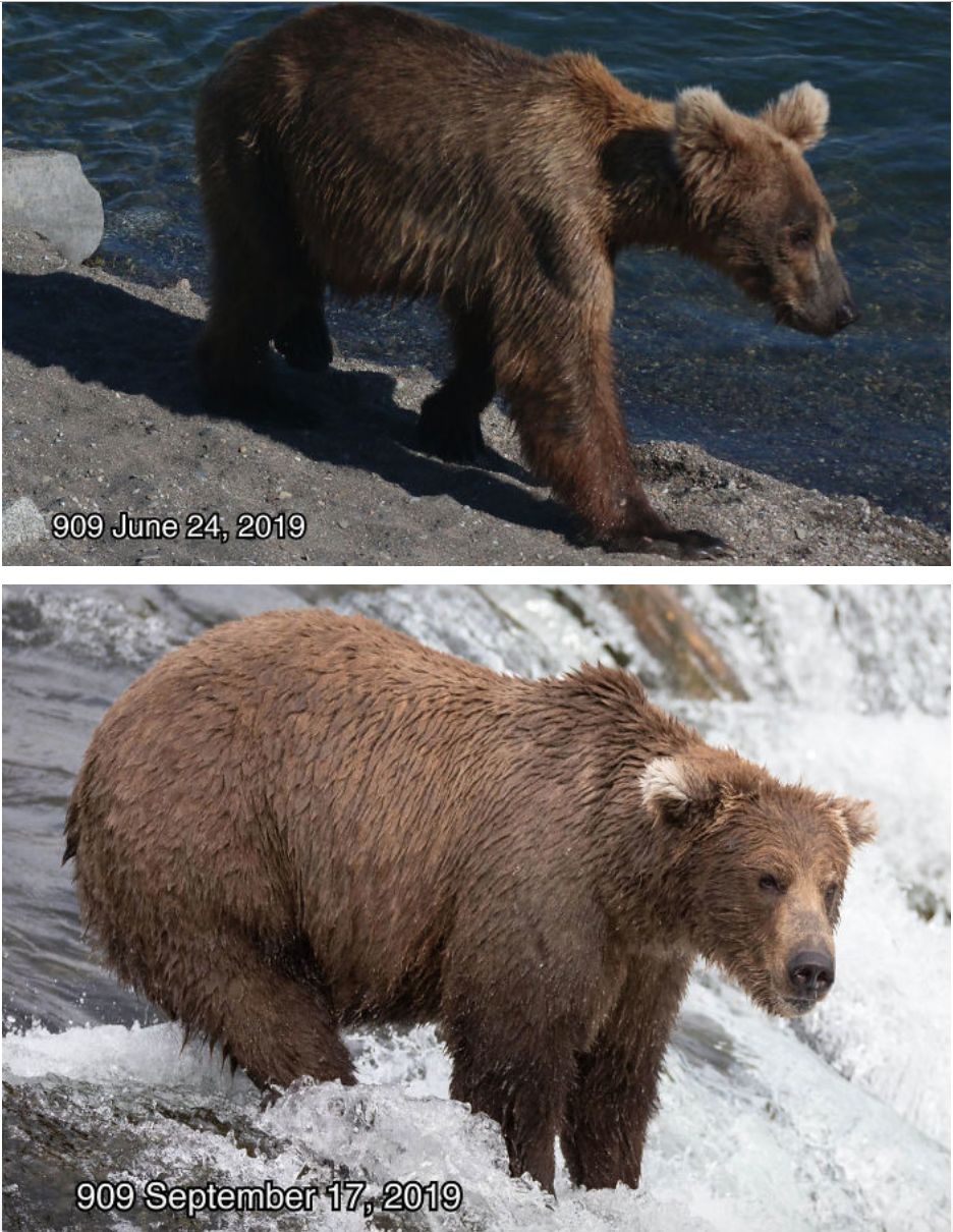 最胖的熊bc省的灰熊都快饿死了冬眠前还瘦得皮包骨隔壁老美却在举行
