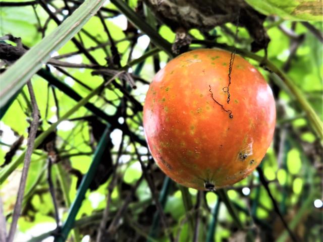 农民种植一种吊瓜果实与橘子相似2亩收入12000元