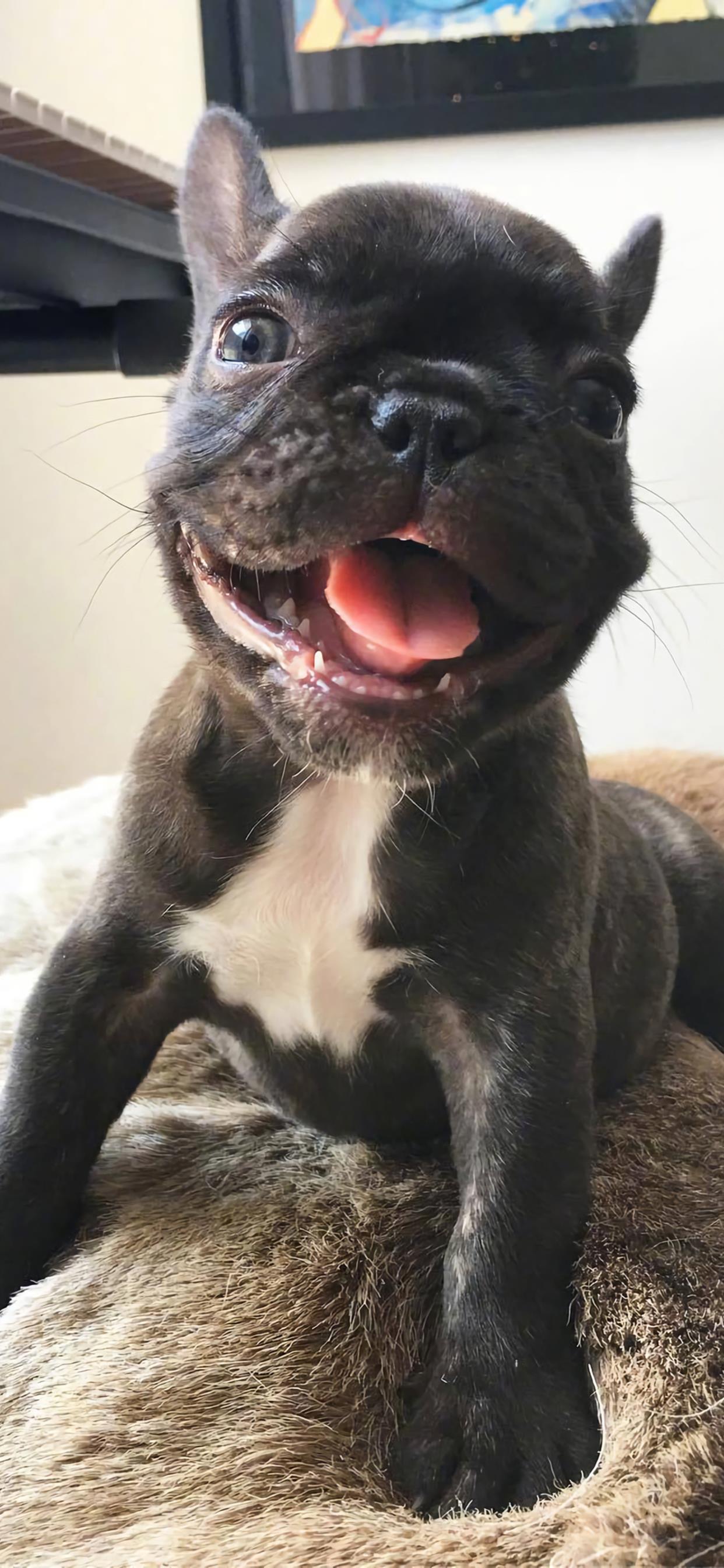 宠物手机壁纸第17期 高清无水印法斗犬壁纸 搜狐大视野 搜狐新闻