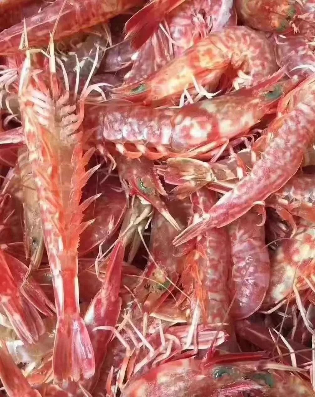 樱花虾虾姑/皮皮虾金钱鳗扇贝花蟹元宝蟹脚青脚蟹蟹母梭子蟹/冬蟹▼