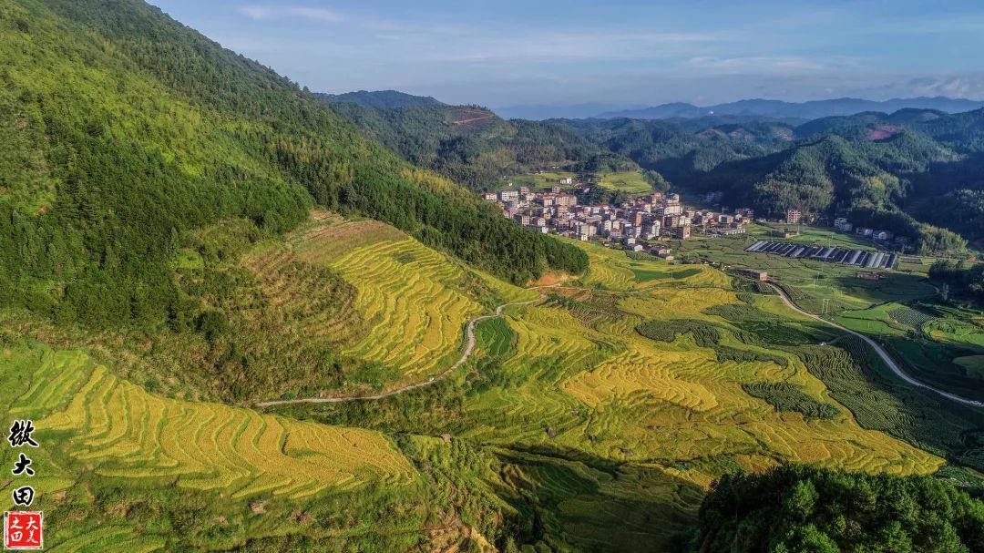 秋景美到爆三明藏着这些不需滤镜的黄金梯田
