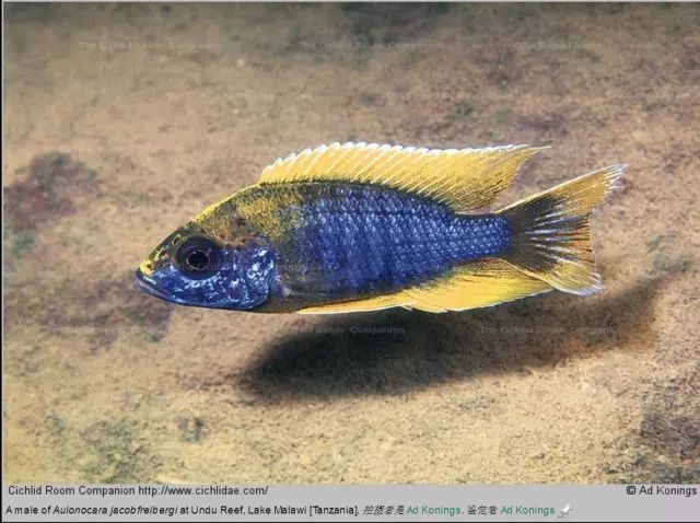 側帶斜間/紫藍斜間mylochromis lateristriga利文斯通暴雨鯛/花鯛