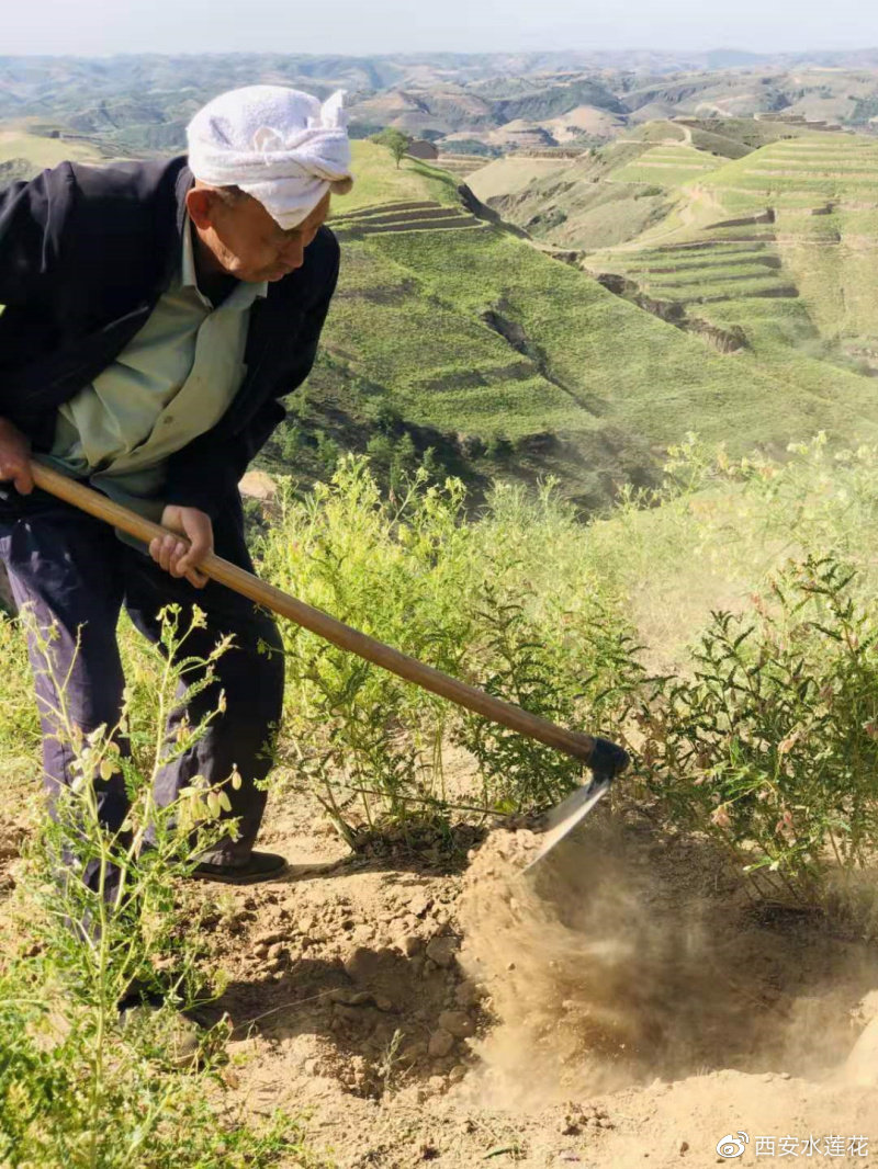 挖掘野生子洲黄芪产品潜力 天芪产业助力扶贫_种植