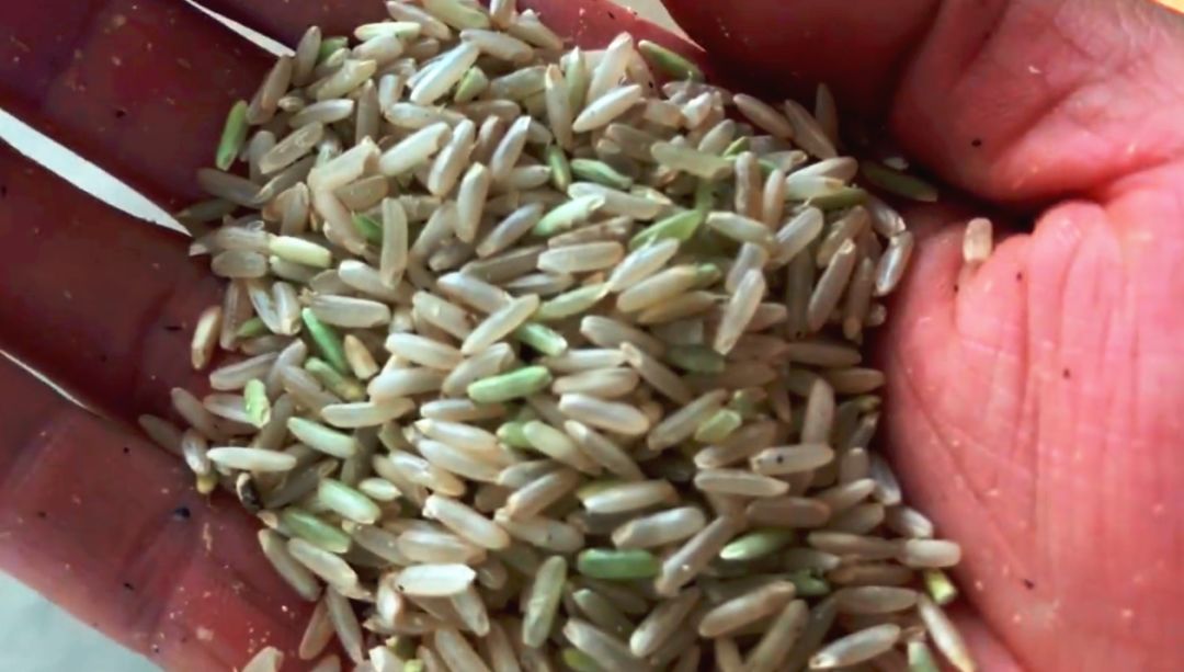 还有一种碾米机,它是利用带有凹槽的主轴辊带动稻谷旋转,稻谷在压力和