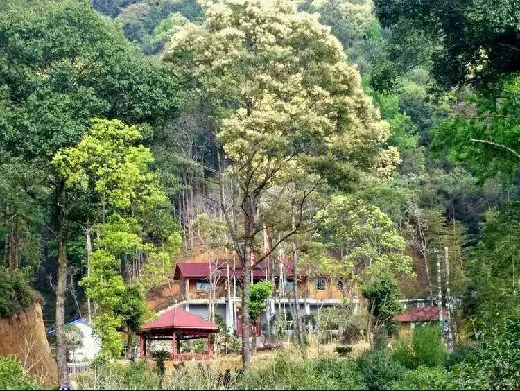 福建省三明市寧化縣蛟湖小鎮森林康養人家良好生態本身蘊含著無窮的