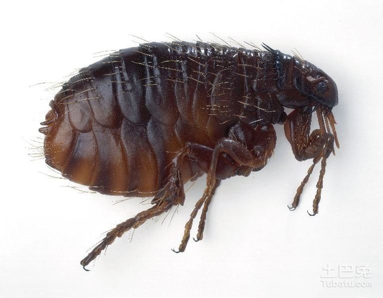 宠物寄生虫种类恩倍多帮你清除寄生虫