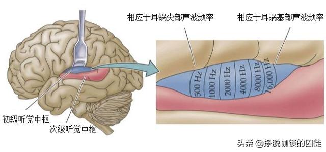 聲波刺激作用於內耳聽覺感受器,耳蝸將不同頻率的聲波機械能轉換成