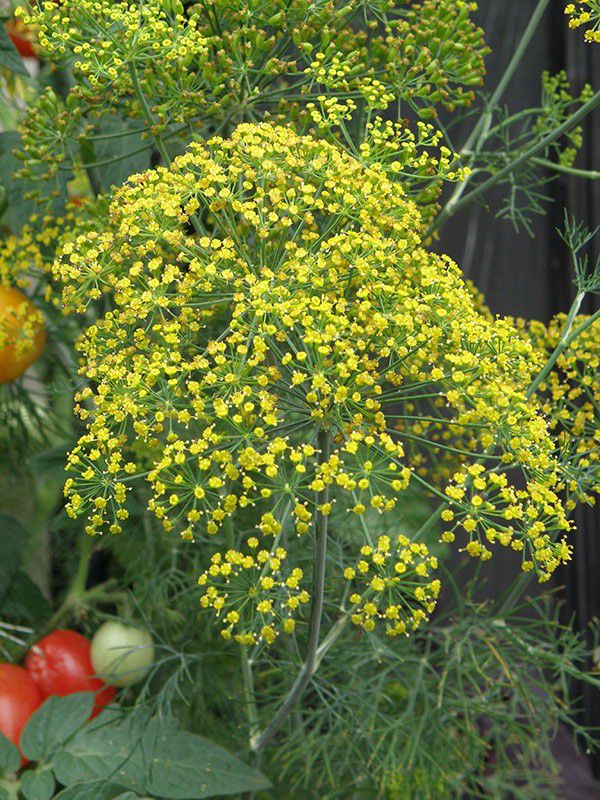 原创莳萝养在花盆里养好了可以不断收获秋季也能播种培育