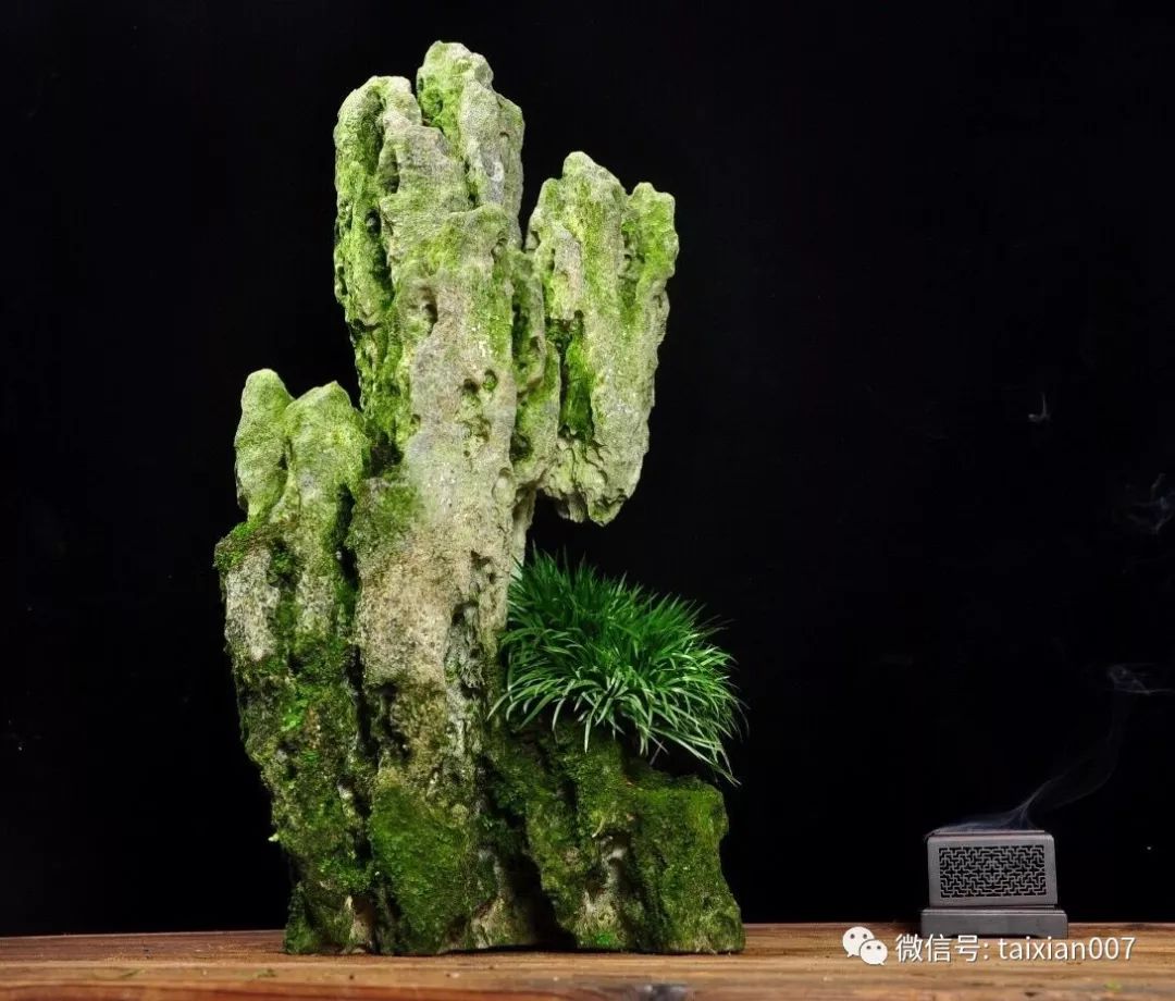 黄金姬吴定石菖蒲吴定石金钱菖蒲虎须附石盆景石材