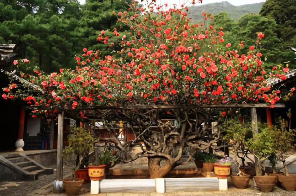 丽江玉峰寺——万朵山茶