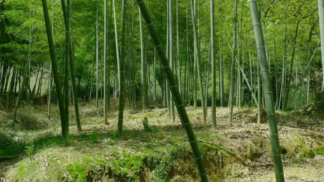 田间地头生长在房前屋后,江河溪边它随遇而安笋子是竹