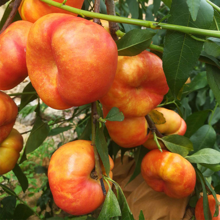 6-6油蟠桃:任何品种的桃都没有"我"早熟