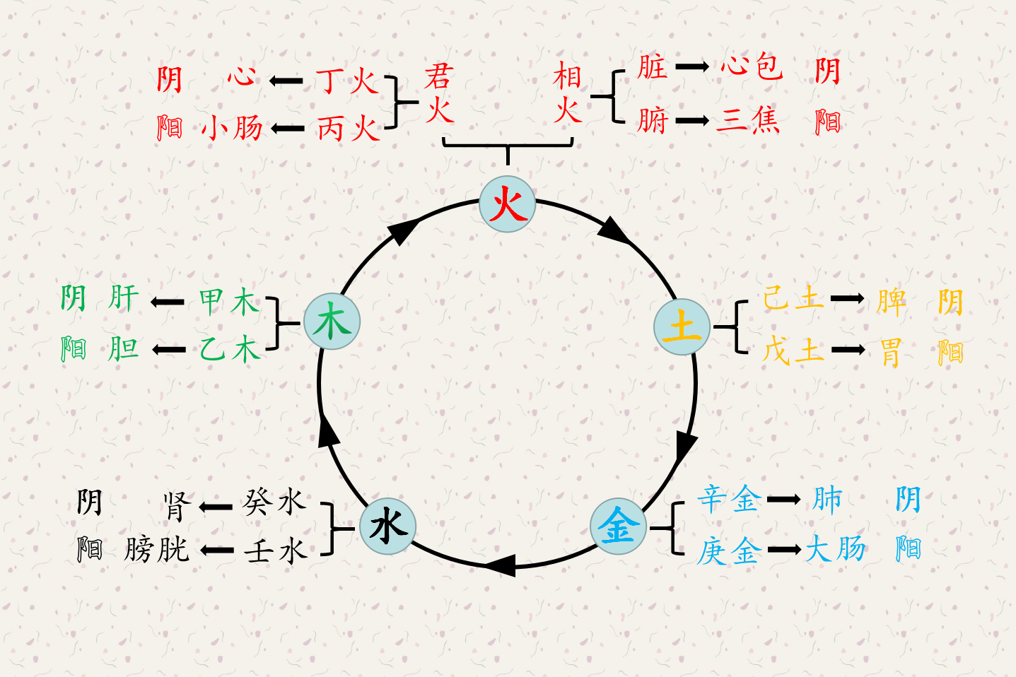 中醫奇書四聖心源解讀用陰陽五行的運動推演人體臟腑生成