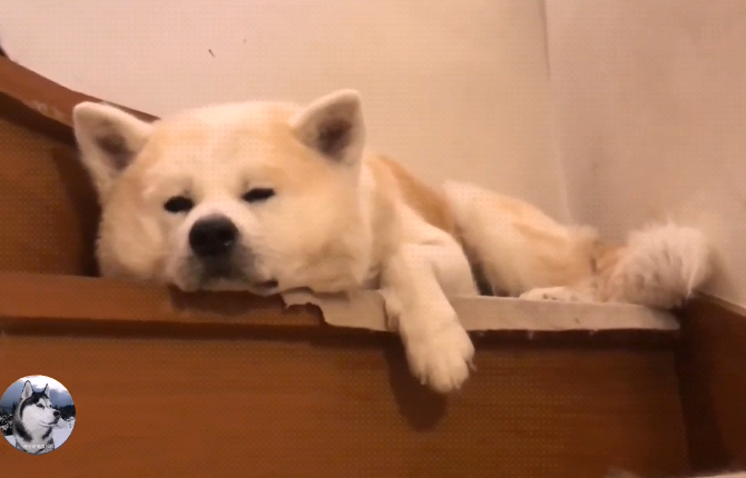 秋田犬给人感觉比较"低调",但它的表情说明了一切