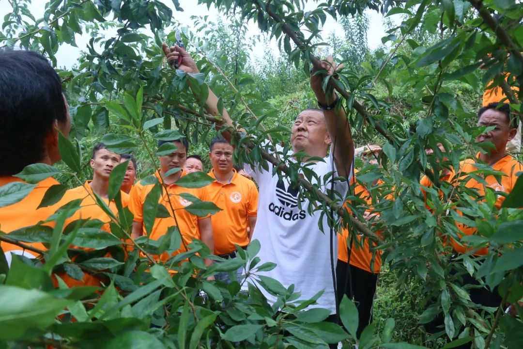 李子拉枝技术培训一片片果园